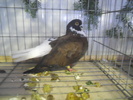 DSCN0285