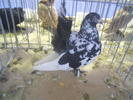 DSCN0318