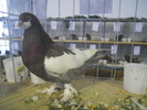 DSCN0332
