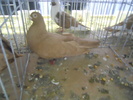 DSCN0334