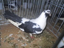 DSCN0342