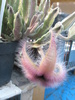 Stapelia grandiflora