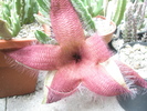 Stapelia grandiflora