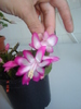 schlumbergera ticlam cu alb