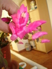 schlumbergera ticlam