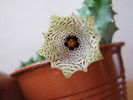 Huernia namaquensis (8)