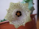 Huernia namaquensis (4)