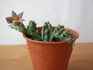 Piaranthus barrydalensis