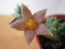Piaranthus barrydalensis (2)