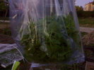 Rucola de pus pe masa