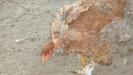 hibrid