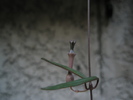 Ceropegia linearis debilis