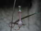 Ceropegia debilis - floare
