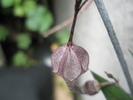 Ceropegia verrucosa - centrul florii