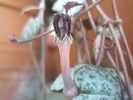 Ceropegia woodii - floare