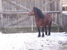 11561695_XRESDBRZJ[1]