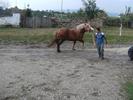 1281290620_112916051_2-cai-semi-grei-Arad[1]
