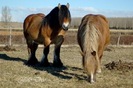 Caballos-percherones-03[1]