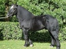 percheron2[1]