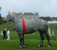 percheron11[1]
