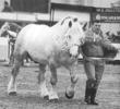 percheron-2_23-01-10[1]