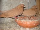 braileni 31.10.2010