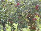 BUCOVINA 15.09.2010 (137)