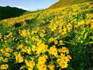 Wildflowers_06