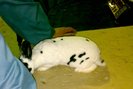 Rex dalmatian pitic