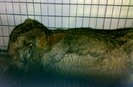 Berbec agouti