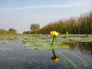 nufar6[1]