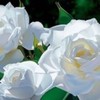 trandafiri-albi-150x150