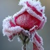 trandafir-inghetat-150x150