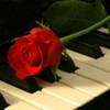trandafir-romantic-150x150