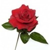 trandafir-rosu-2-150x150