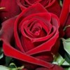 trandafir-rosu-150x150