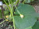 Primiii castraveti
