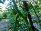 Primele rosii