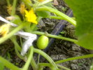 Castravete Lemon