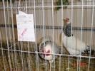 DSC01549