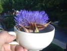 Floare de anghinare