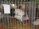 DSC01554