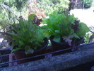 Salata pe balcon