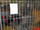 DSC01556