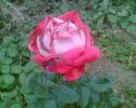 Imag010