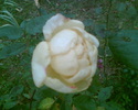 Imag012