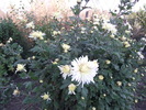 crizantema 1