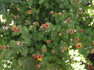 crizantema 2