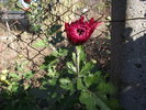 crizantema 3