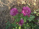 crizantema 6
